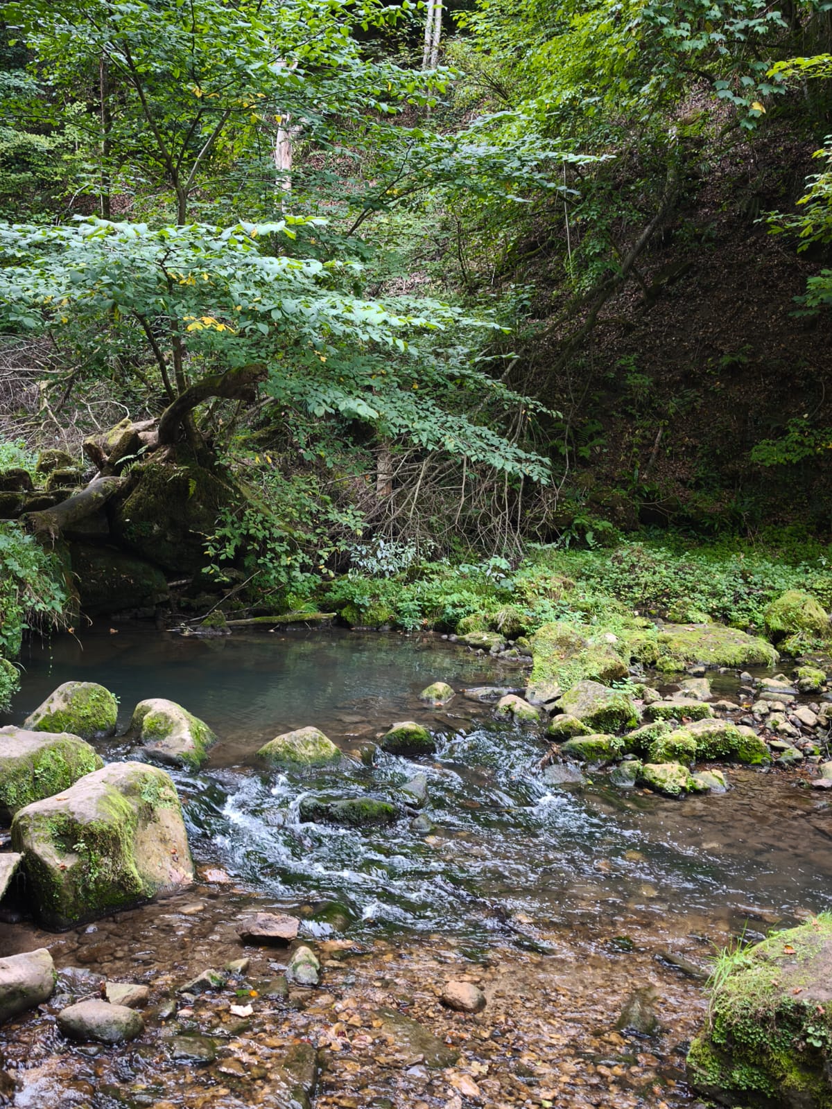 Ruisseau et rochers au cœur de la forêt du Mullerthal