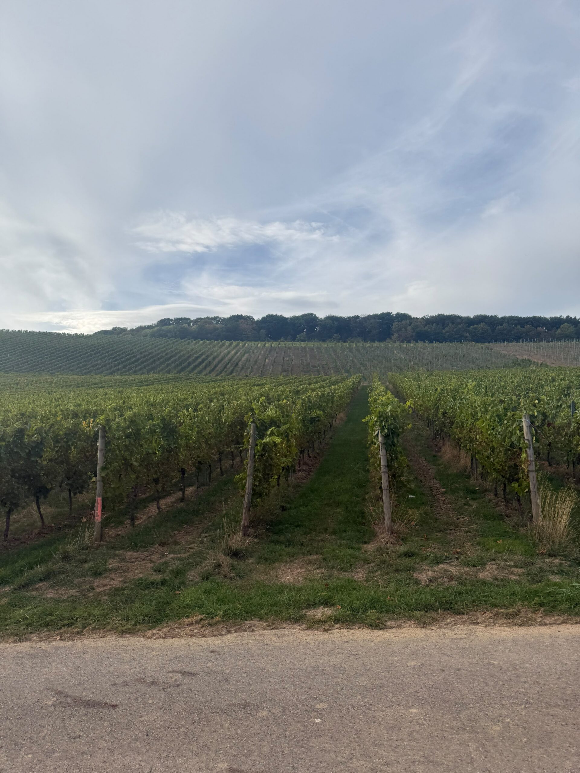 Rangs de vignes sous un ciel nuageux